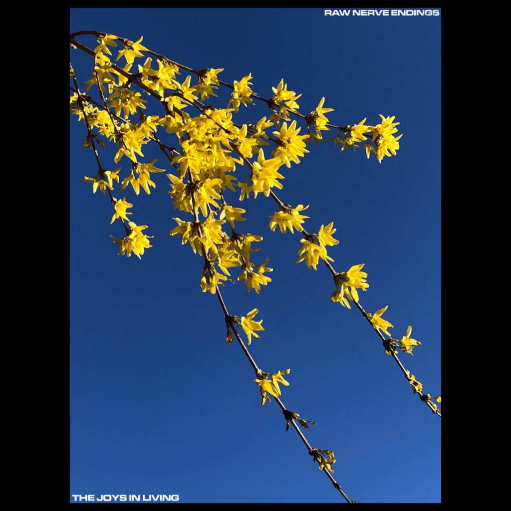 The album cover for The Joys in Living by Raw Nerve Endings. A bright yellow flower stands starkly against a pure blue sky inside of a black border.