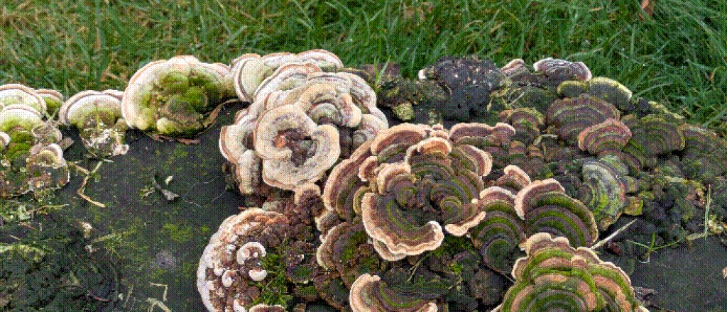 A low resolution and dithered image of a group of mushrooms growing out of a tree stump, in closeup.